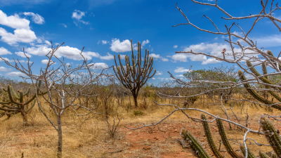 Exclusivamente brasileiro, o bioma da Caatinga ocupa cerca de 11% do território nacional e 70% da Região Nordeste (Foto: Getty Images)