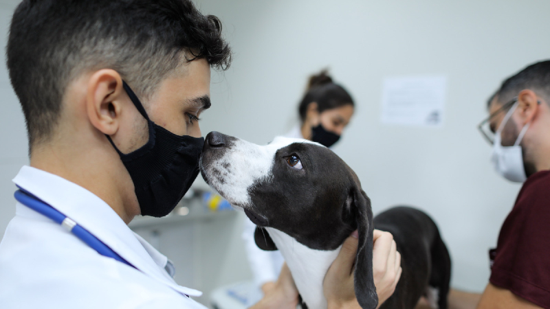 Clínica veterinária da Unifor atende animais de pequeno e médio porte (Foto: Ares Soares)