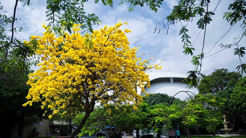 A flor do ipê amarelo foi declarada símbolo do Brasil há 60 anos. A árvore dessa espécie foi escolhida em 2021 como símbolo de Fortaleza (Foto: Ares Soares)