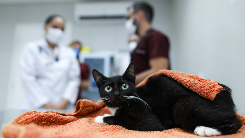 O atendimento na clínica veterinária da Unifor é via marcação de consultas pelo WhatsApp (Foto: Ares Soares)