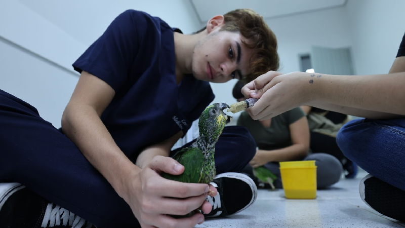 Estudantes e docentes da Unifor irão se revezar nos cuidados dos animais resgatados até que possam voltar para o seu habitat natural (Foto: Ares Soares)