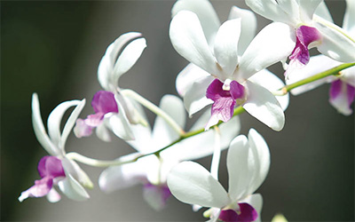 Orquídeas no campus da Unifor