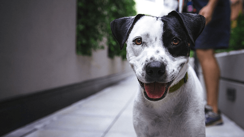 Até o momento, não existem pesquisas que confirmem a transmissão da doença por meio de cães e gatos (foto: Pixabay)