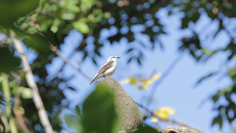 Nós selecionamos algumas dicas para que as fotos feitas com a câmera do celular tenham uma boa qualidade e mais chances de serem escolhidas. Foto: Ares Soares.
