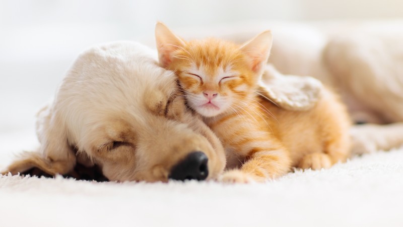 Com a adoção responsável, cães e gatos têm sua qualidade de vida assegurada pelos tutores (Foto: Getty Images)