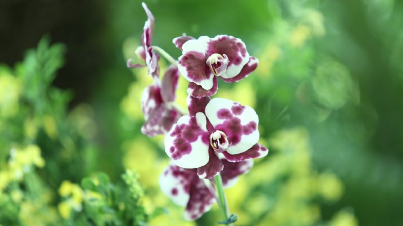 Predominantes nas áreas tropicais, as orquídeas possuem variadas formas, tamanhos e cores (Foto: Ares Soares)