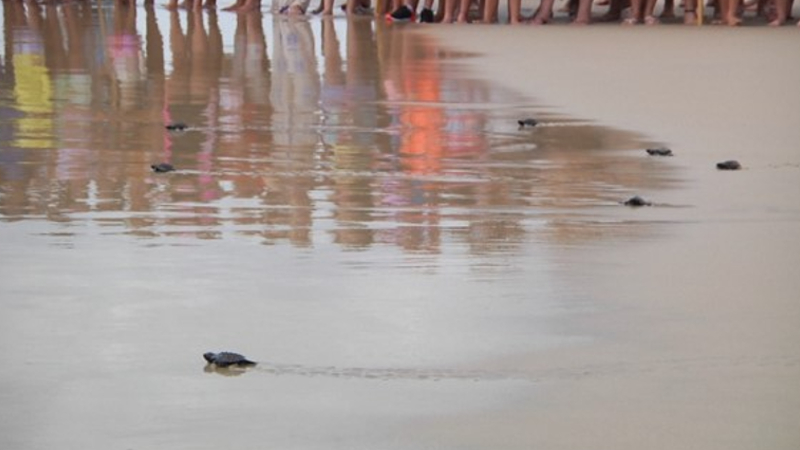 Tartarugas recém-nascidas indo em direção ao mar na Praia do Futuro (Foto: Priscilla Sousa)