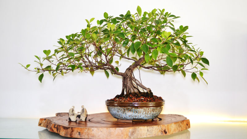 Basicamente, o bonsai é uma réplica artística de uma árvore natural em miniatura, representando a arte viva da união de arte, agrotécnicas e tempo (Foto: Associação Nordestina de Bonsai)