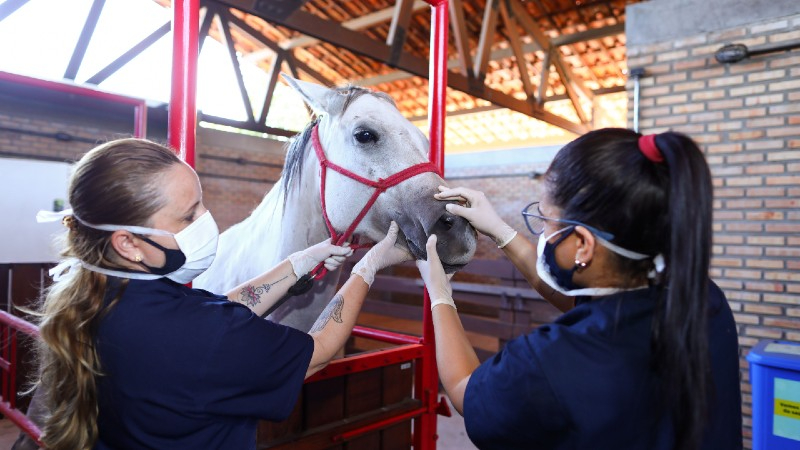 A graduação estimula o contato dos estudantes com vasta área de atuação com os animais (Ares Soares)