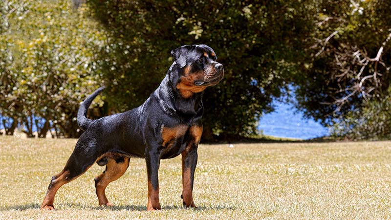 São esperados cerca de 30 cães da raça rottweiler provenientes de todo o Nordeste (Foto: Divulgação)