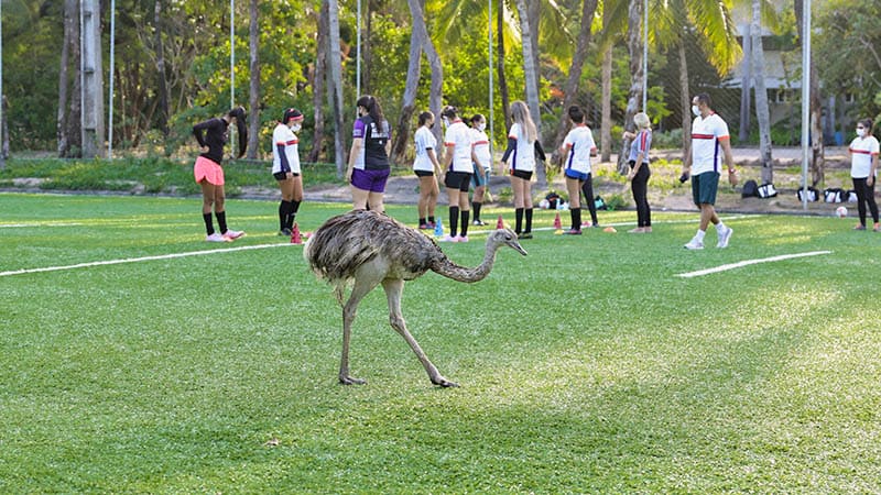 programa “Cuidar é o Bicho!”