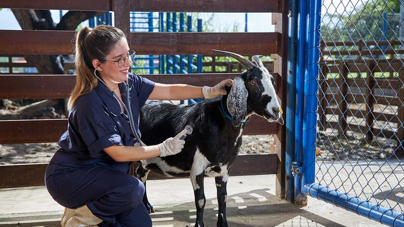 Um médico veterinário cuida de uma vaca.