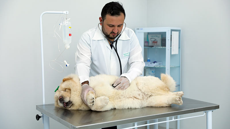 O local é mais um dos ambientes de prática para os alunos da graduação em Medicina Veterinária (Foto: Ares Soares)