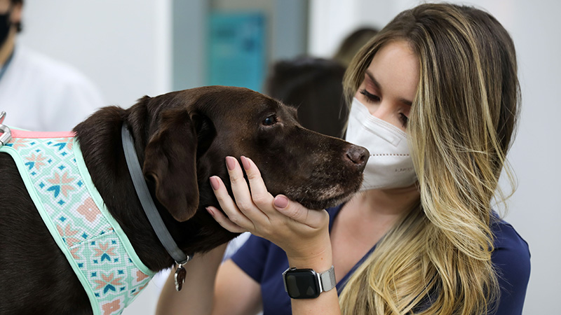 Para capacitar nossos alunos em todas essas áreas, o curso de Medicina Veterinária da Unifor desenvolve competências técnico-científicas em uma postura ética que preza pelo exercício da profissão em todos os seus campos de atuação. (Foto: Ares Soares)