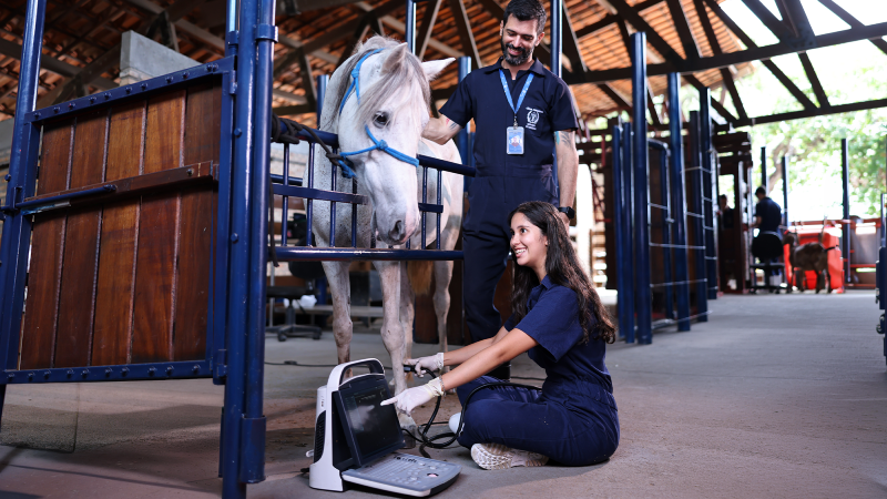 curso de Medicina Veterinária