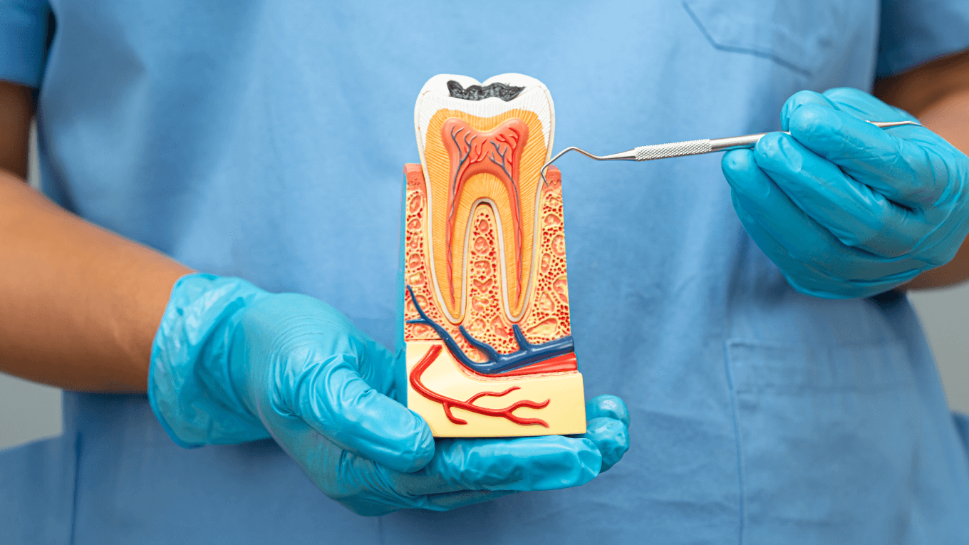 Dentista segura modelo anatômico de um dente molar e suas estruturas