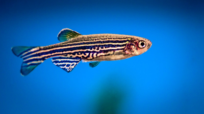 O peixe-zebra foi escolhido para a pesquisa por possuir grande semelhança genética com os seres humanos (Foto: Getty Images)