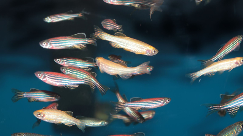 Estudo foi desenvolvido por pesquisadores do Núcleo de Biologia Experimental (Nubex) da Unifor (Foto: Getty Images)